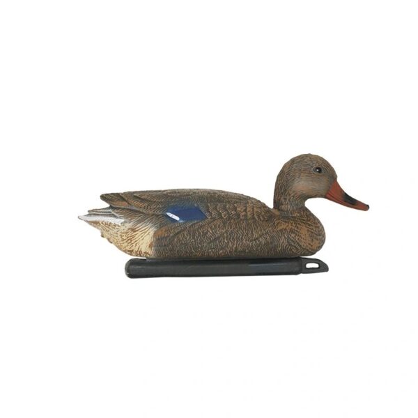 Pato Real Fêmea