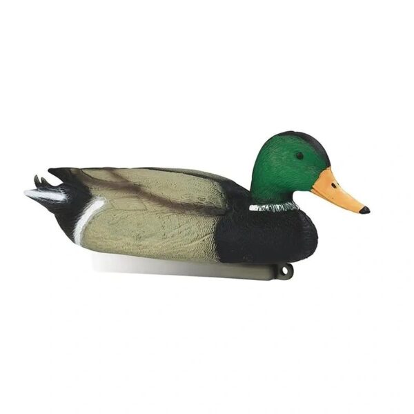 Pato Real Macho